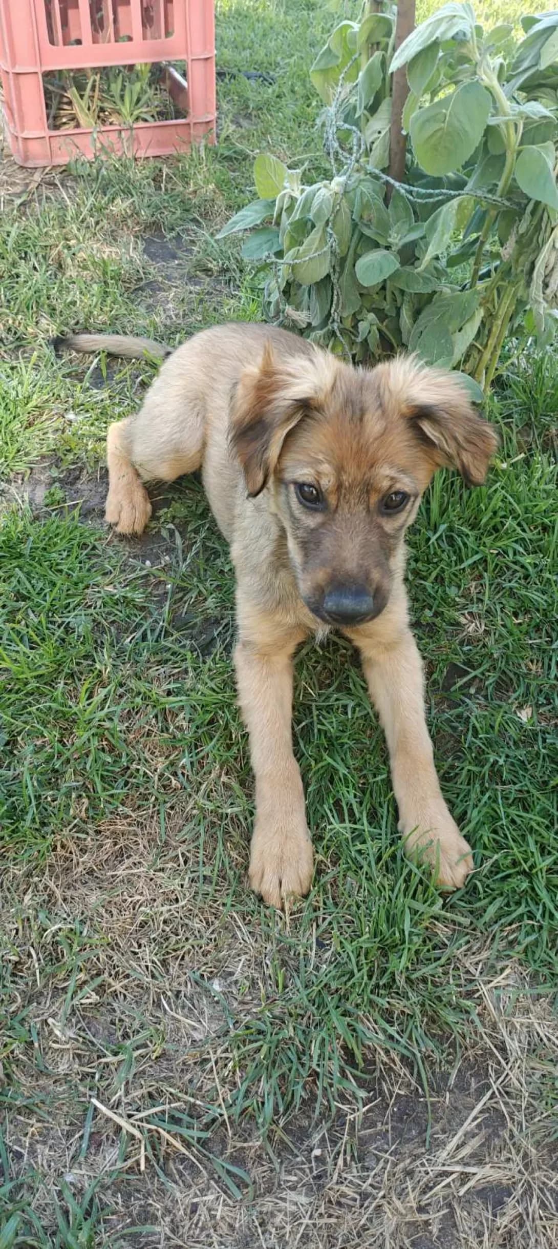 Planochka (Планочка), female puppy Mixed Breed for adoption at Happy Paw Kirovohrad