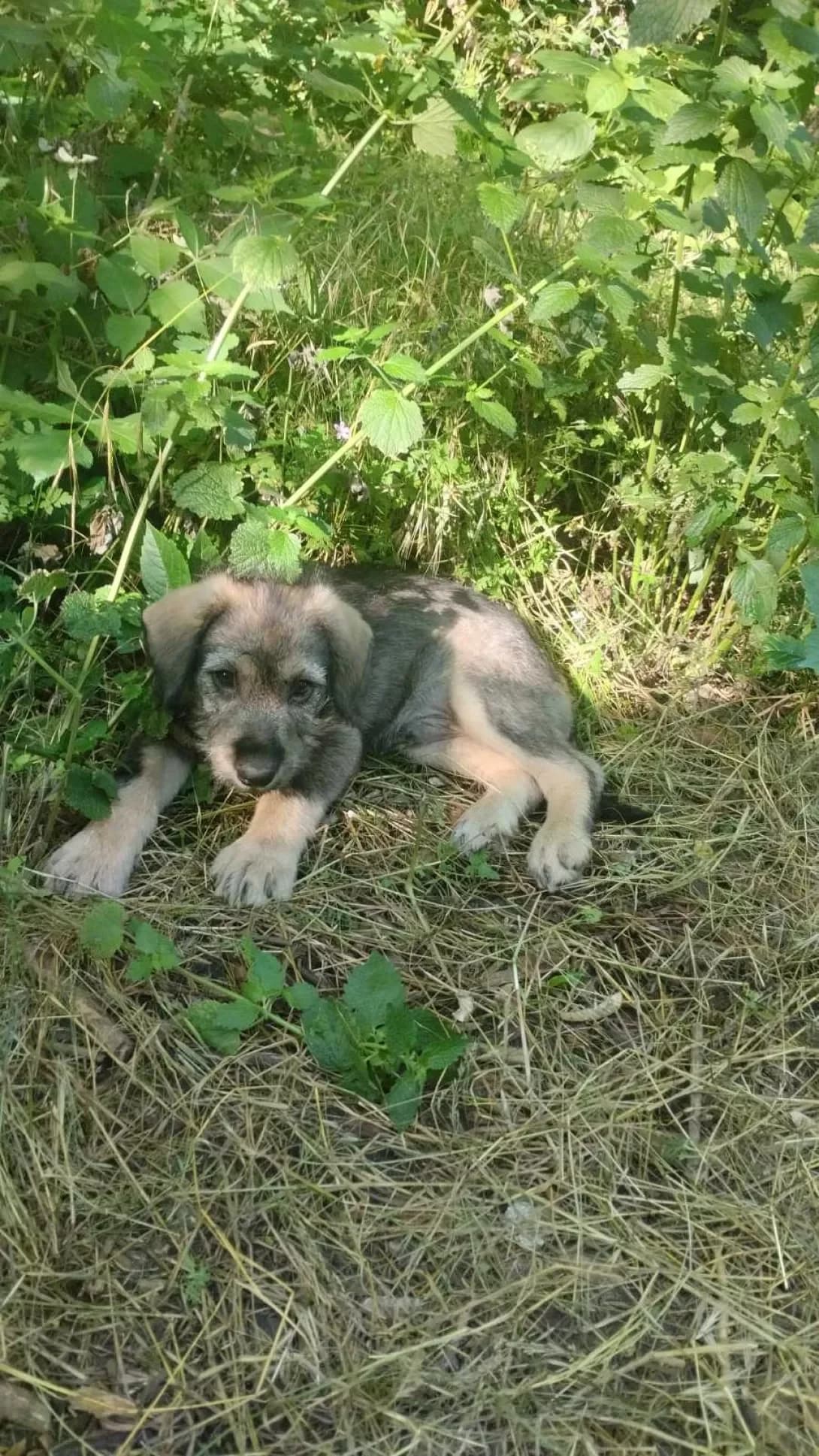 Bim (Бім), male puppy Mixed Breed for adoption at Happy Paw Kirovohrad