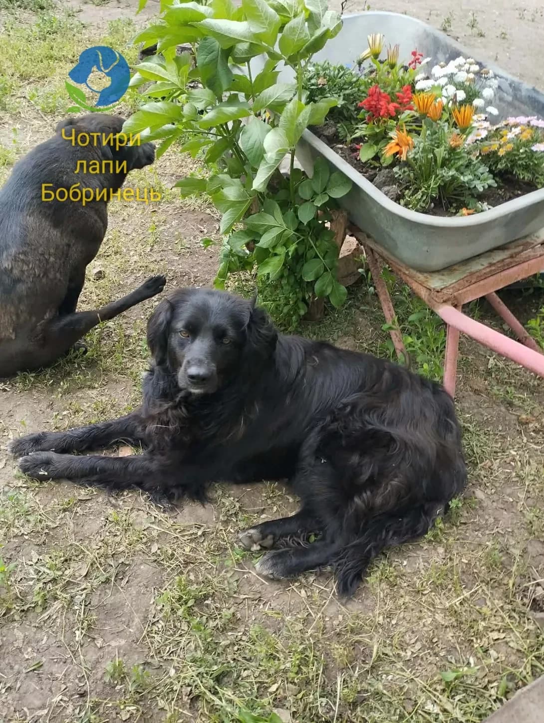 Zhasmin (Жасмін), female young Mixed Breed for adoption at Happy Paw Kirovohrad