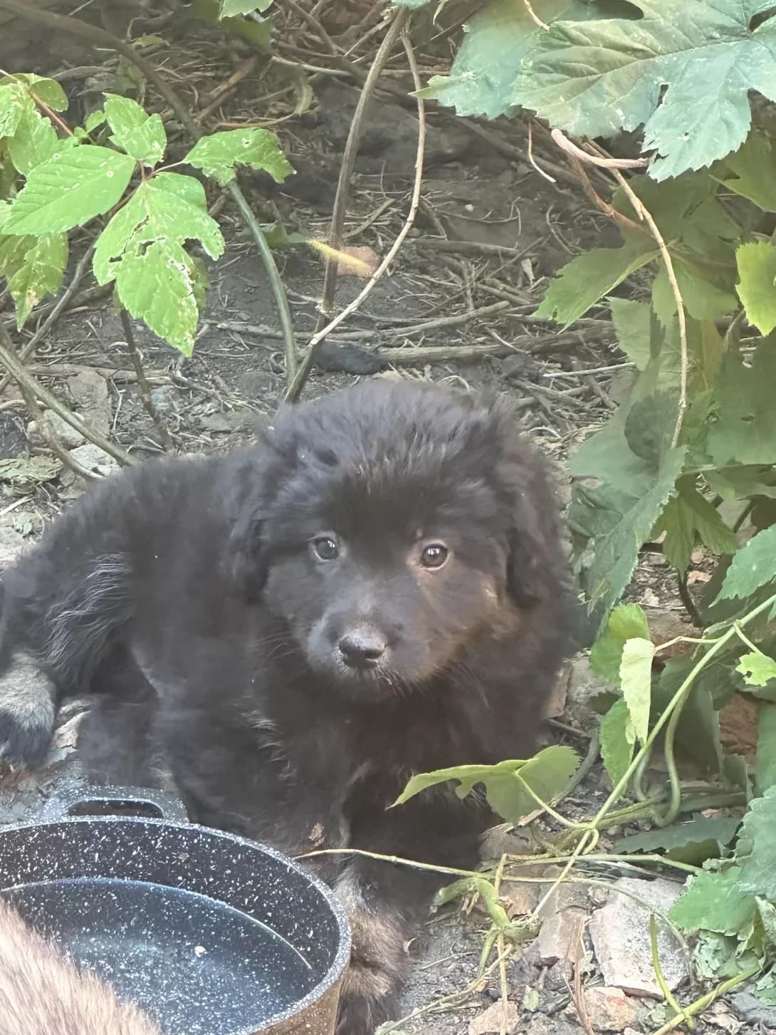 Tsutsenya (Цуценя), male puppy Mixed Breed for adoption at Happy Paw Kirovohrad