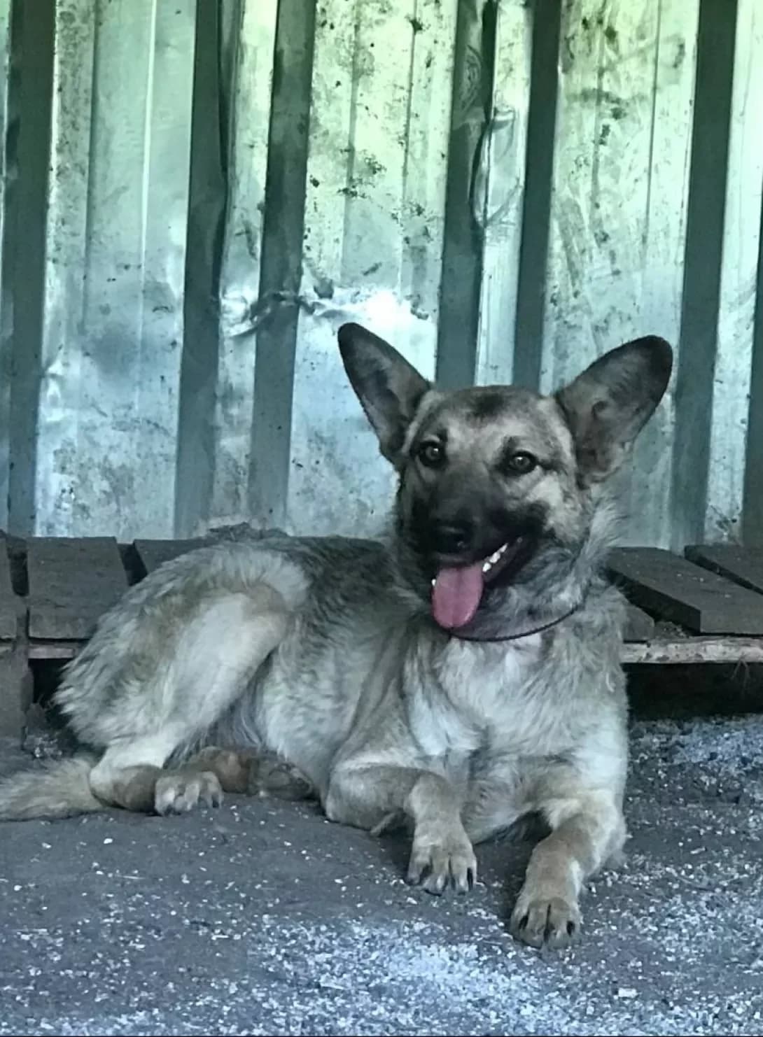 Yulya (Юля), female young Mixed Breed for adoption at Happy Paw Kirovohrad