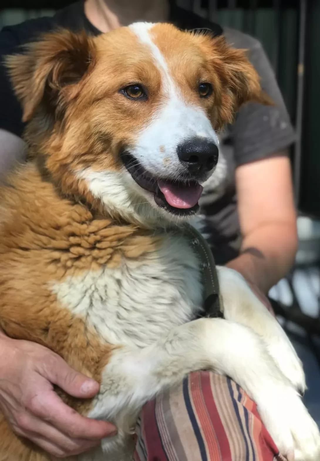Marichka (Марічка), female young Mixed Breed for adoption at Happy Paw Kirovohrad
