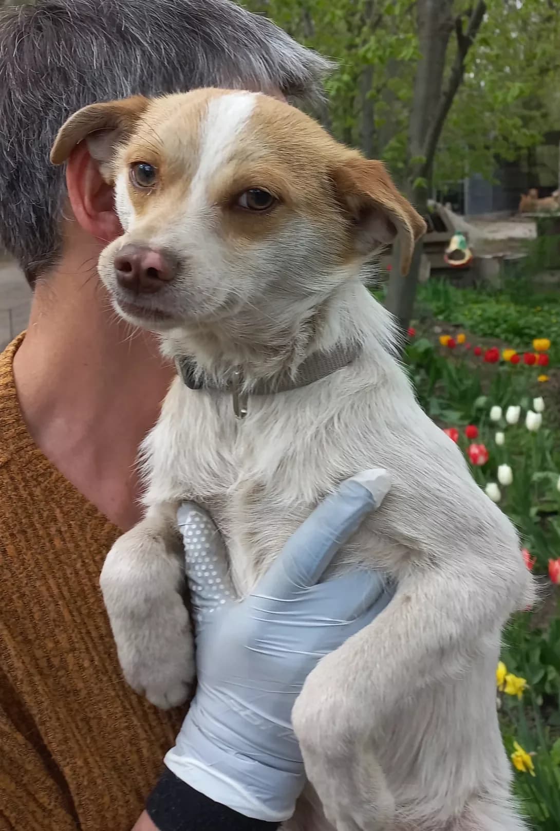 Ostap (Остап), male young Mixed Breed for adoption at Happy Paw Kirovohrad