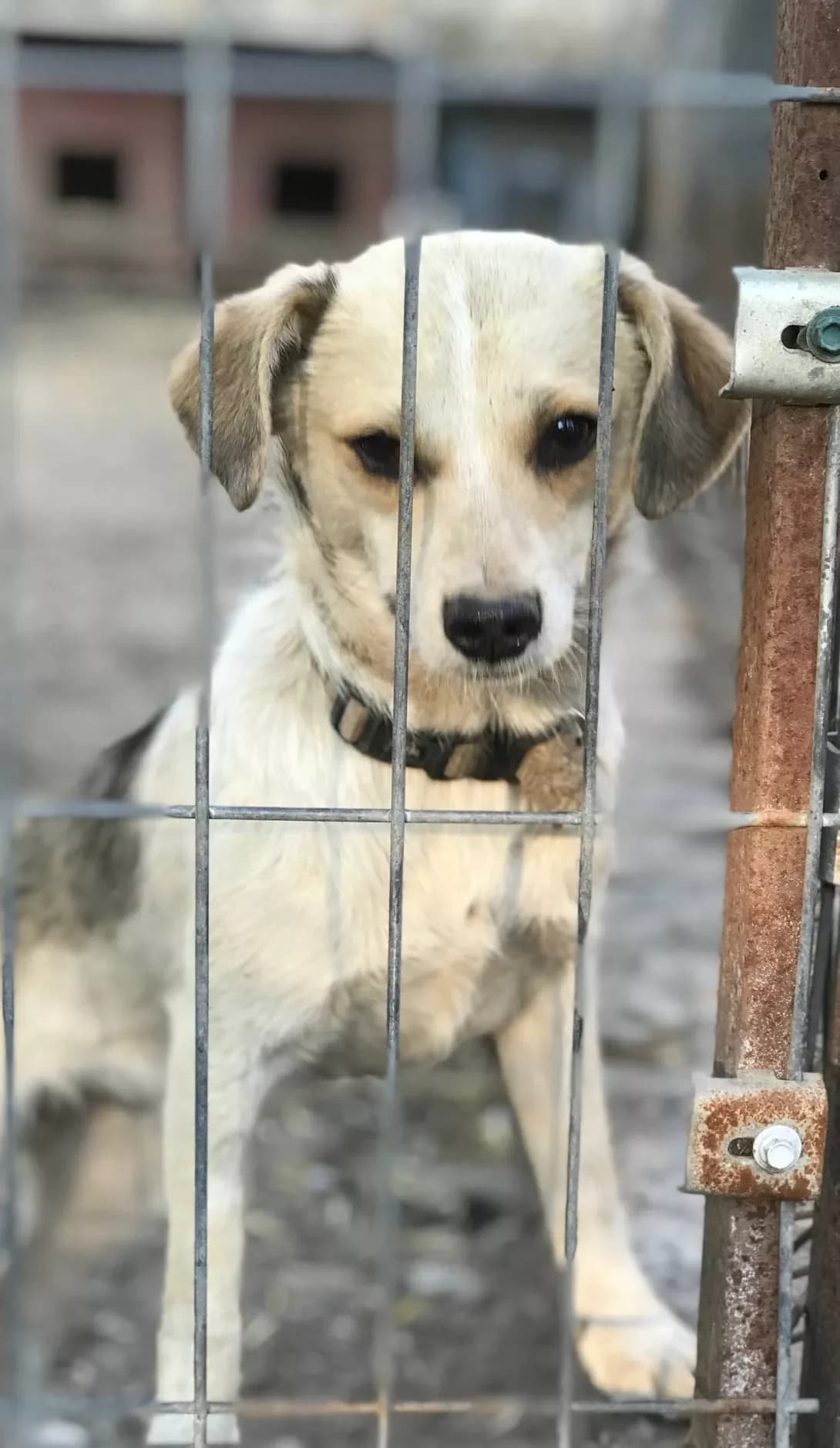 Taras (Тарас), male young Mixed Breed for adoption at Happy Paw Kirovohrad