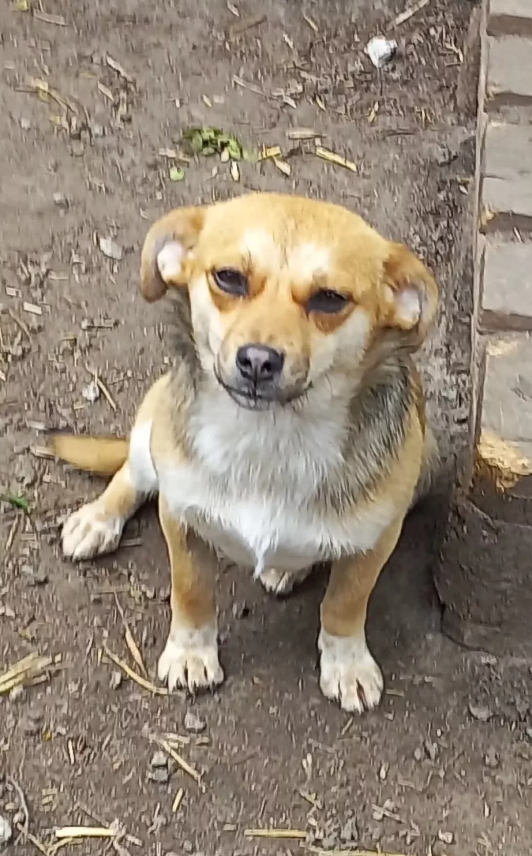 Orisya (Орися), female young Mixed Breed for adoption at Happy Paw Kirovohrad