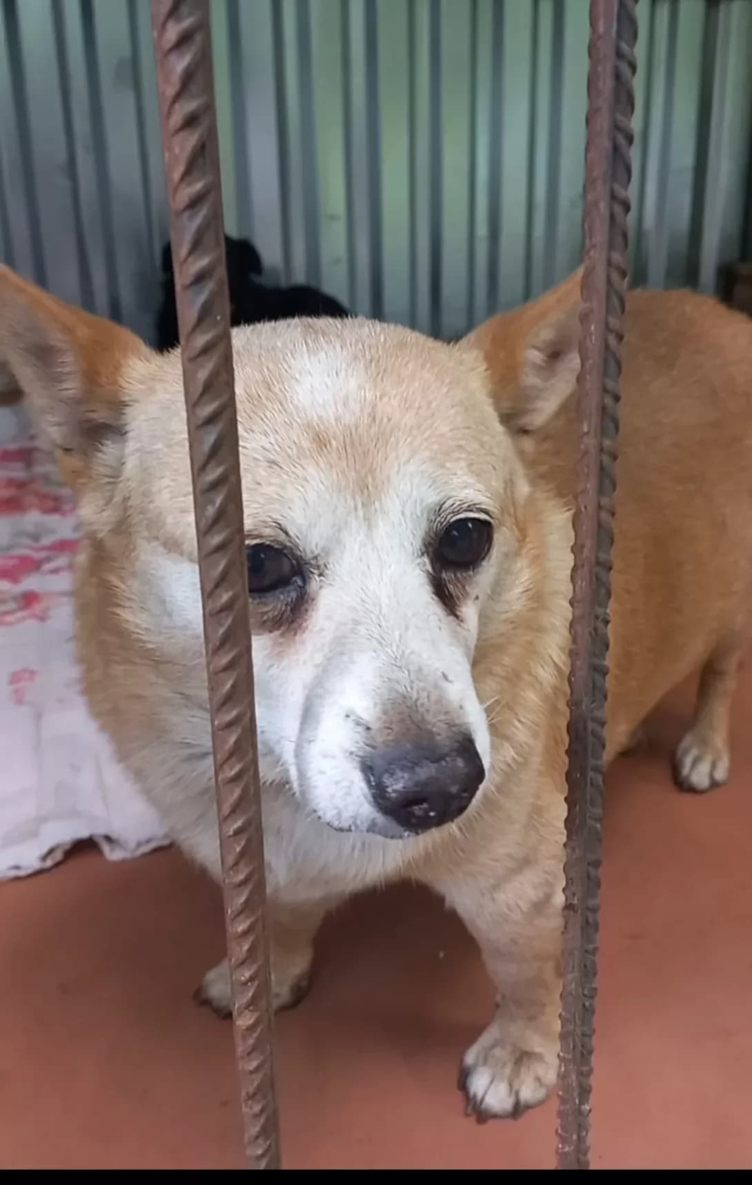 Bulochka (Булочка), female senior Mixed Breed for adoption at Happy Paw Kirovohrad