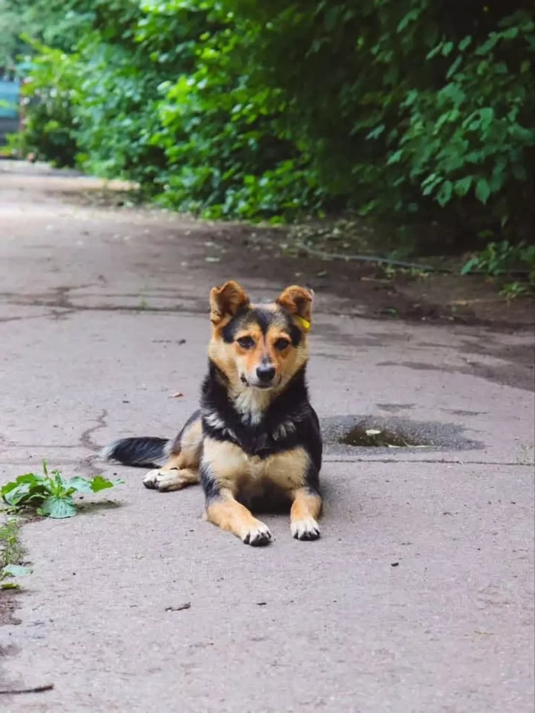 Remi (Ремі), female young Mixed Breed for adoption at Happy Paw Kirovohrad