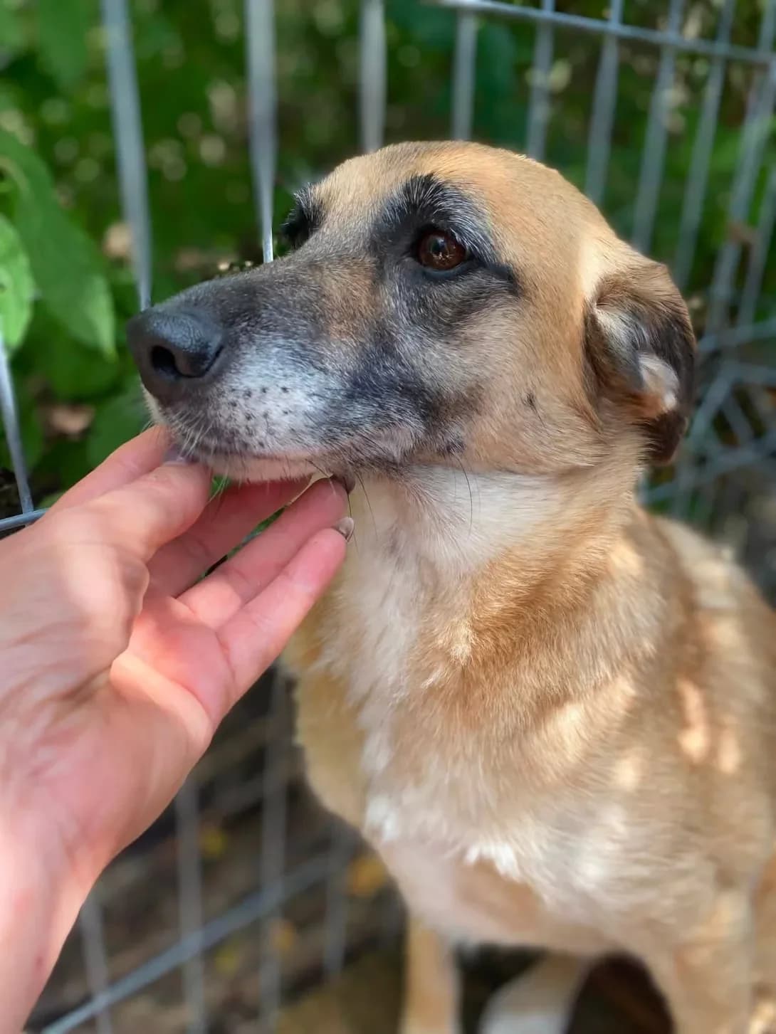 Lulu (Лулу), female 4yo Mixed Breed for adoption at Happy Paw Kirovohrad