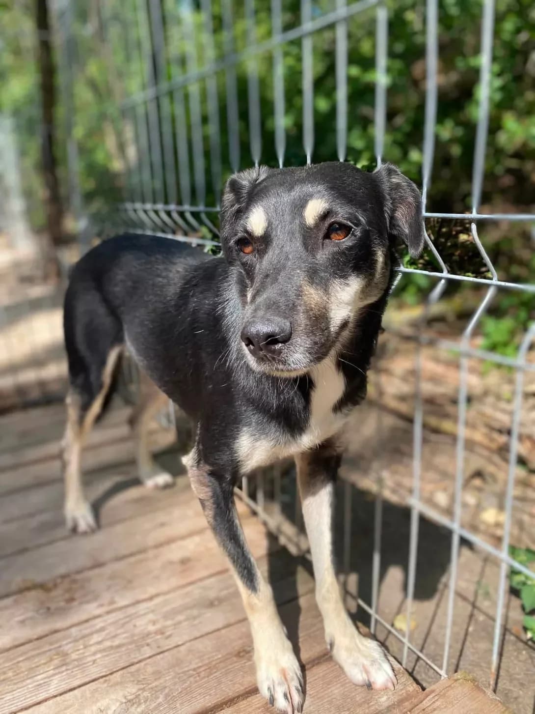 Kiri (Кірі), female 4yo Mixed Breed for adoption at Happy Paw Kirovohrad