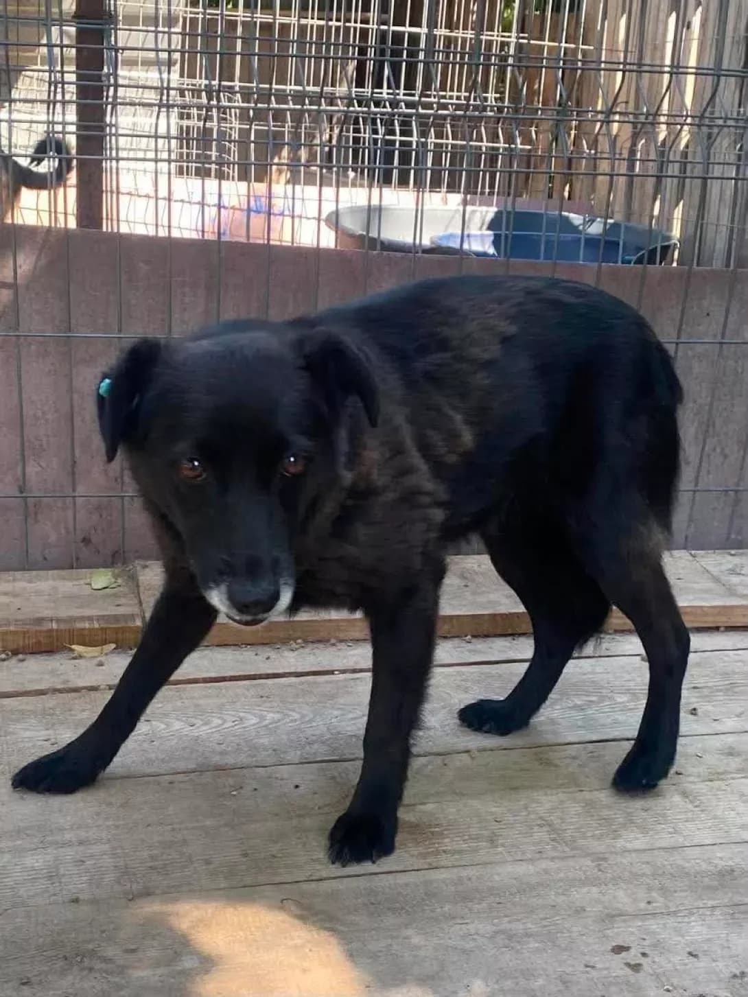 Gulya (Гуля), female 7yo Mixed Breed for adoption at Happy Paw Kirovohrad