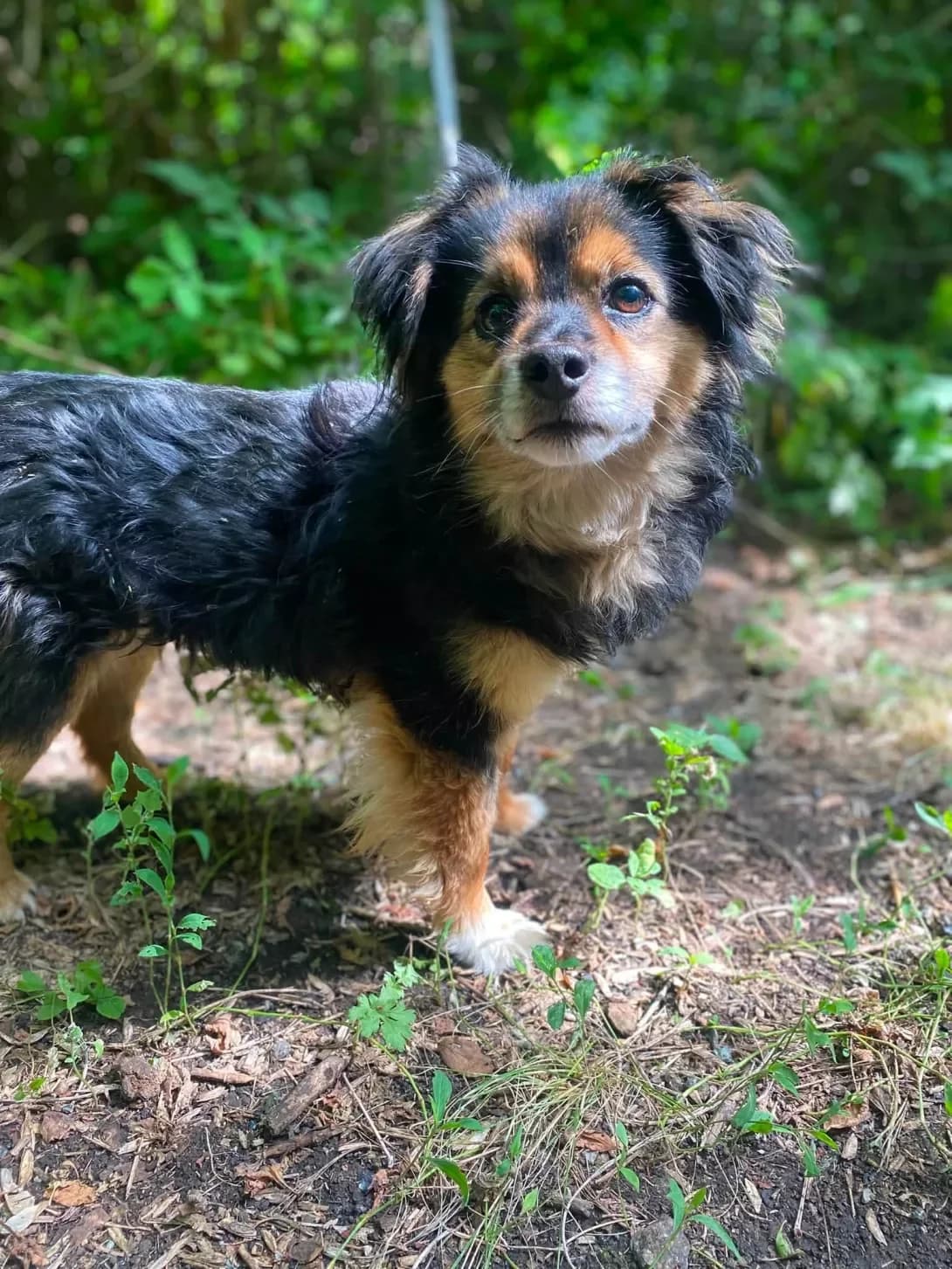 King (Кінг), male 6yo Mixed Breed for adoption at Happy Paw Kirovohrad