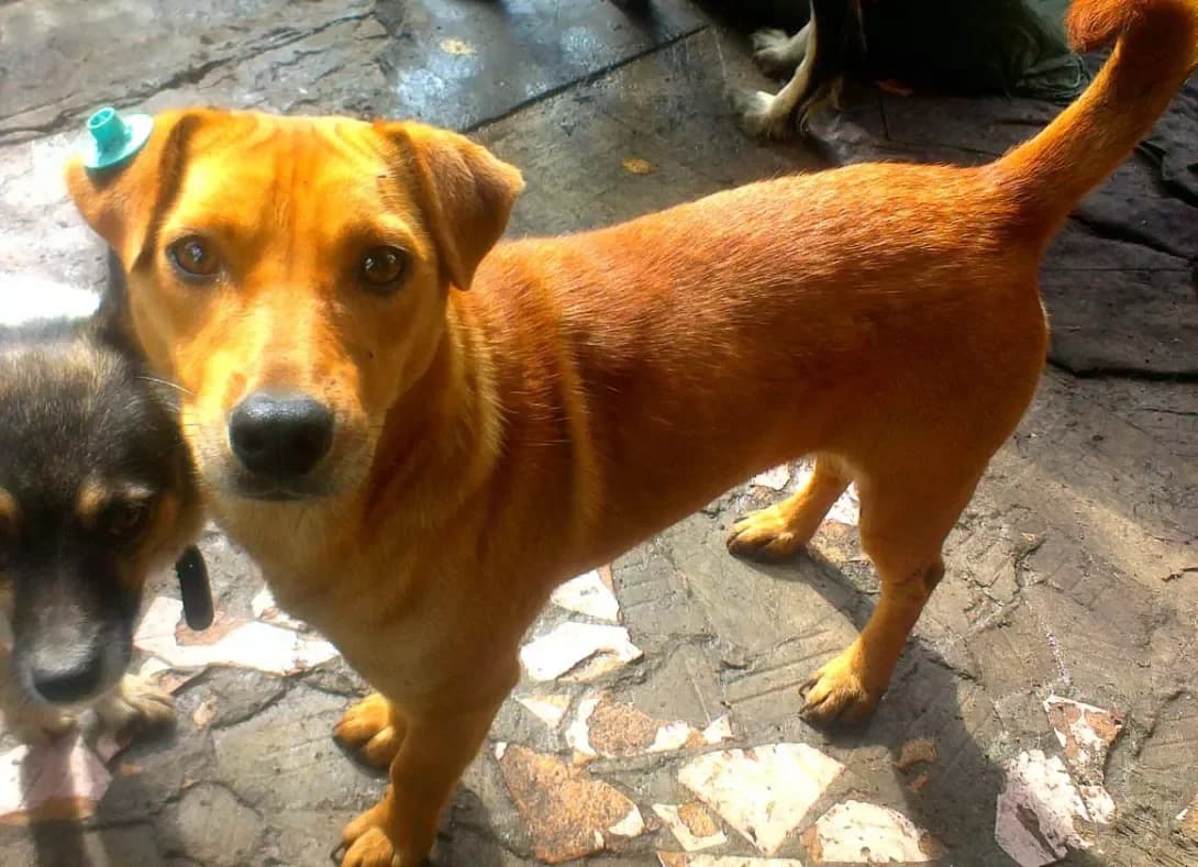 Chapa (Чапа), female 7yo Mixed Breed for adoption at Happy Paw Kirovohrad