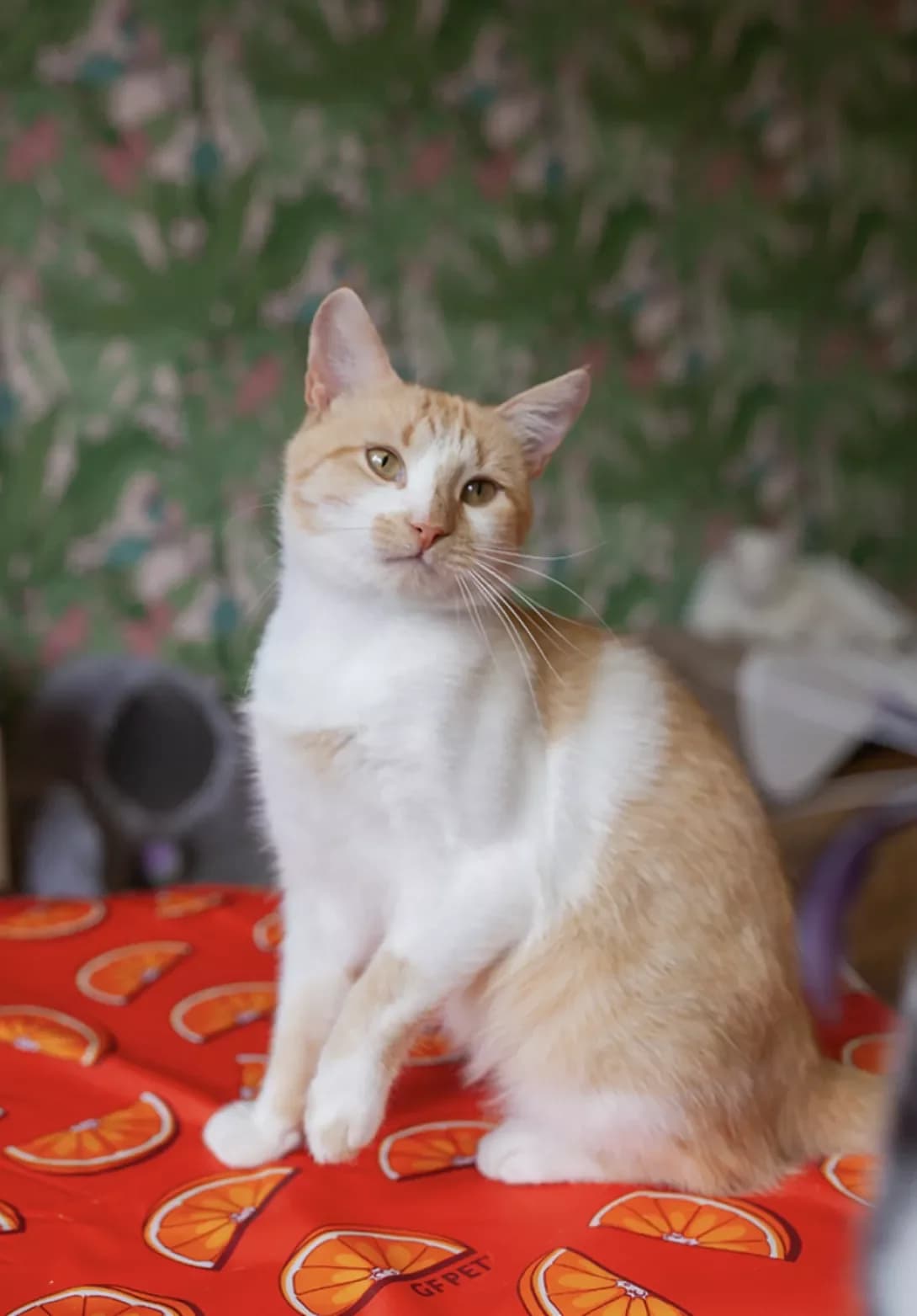 Doni (Доні), male young Mixed Breed for adoption at Happy Paw Kyiv