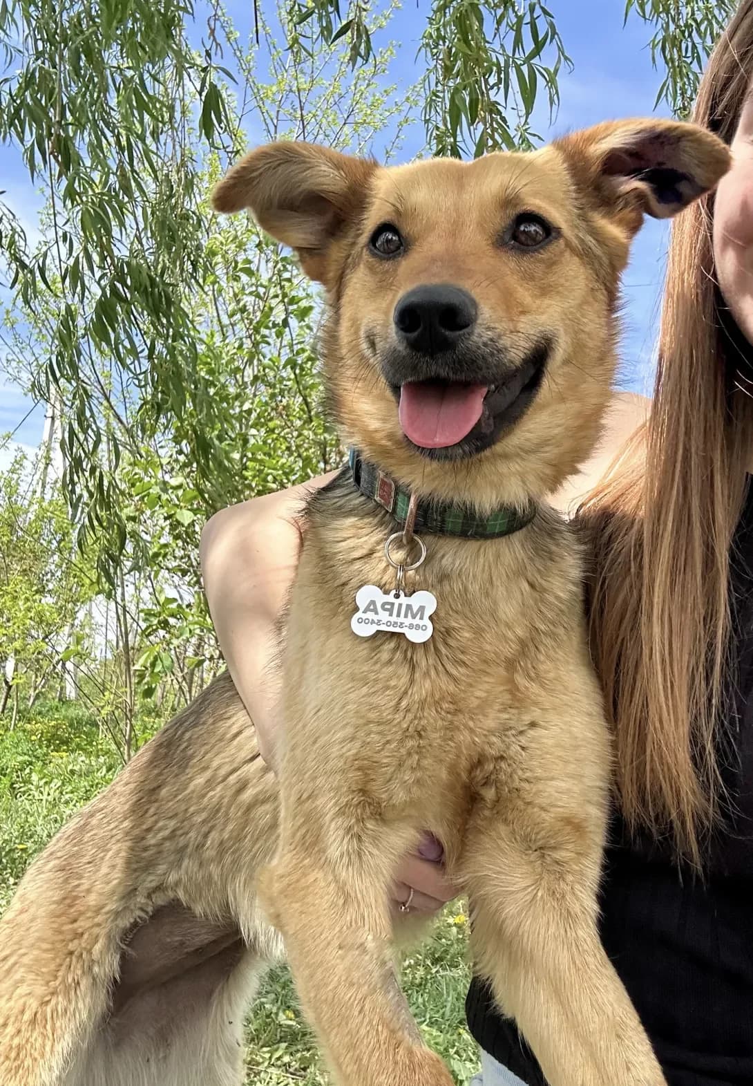 Mira (Міра), female young Mixed Breed for adoption at Happy Paw Kyiv