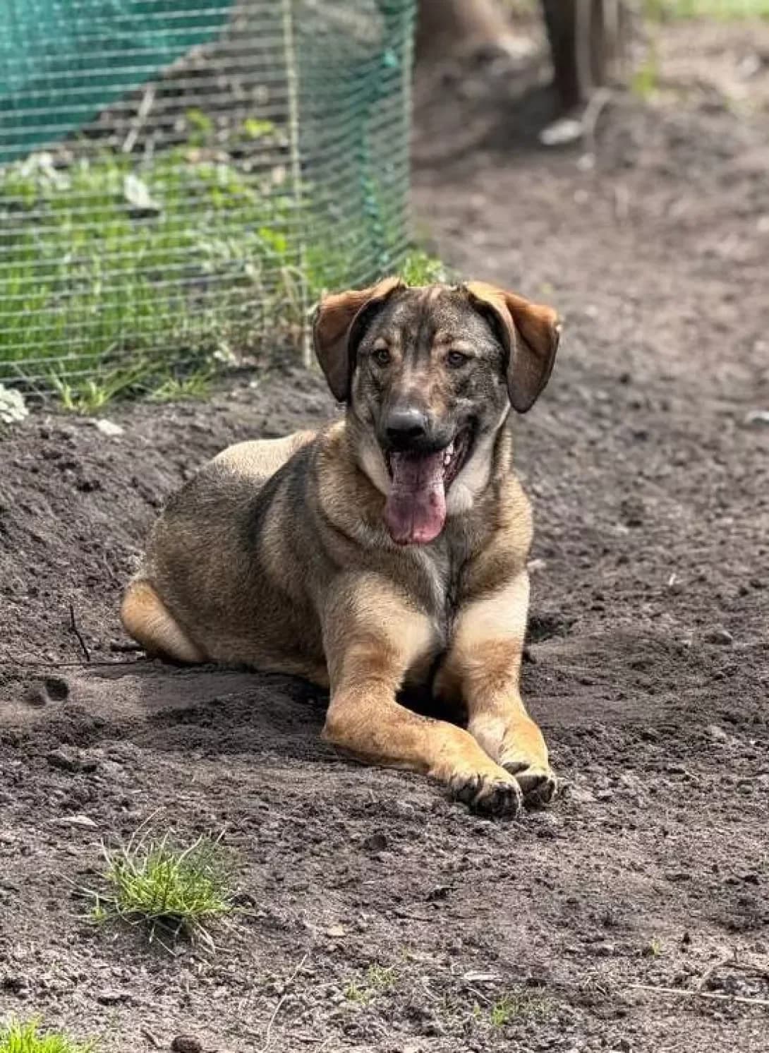 Pes (Пес), male young Mixed Breed for adoption at Happy Paw Kyiv