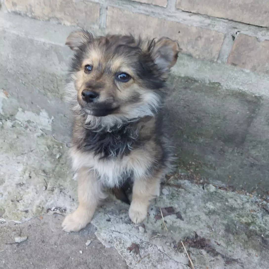 tsutsenya Dinochka (цуценя Діночка), female puppy Mixed Breed for adoption at Happy Paw Kyiv