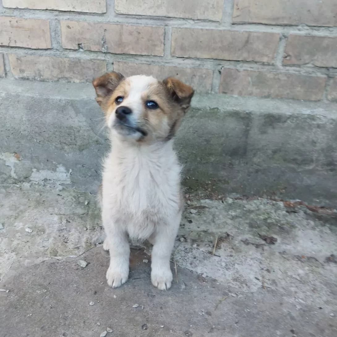 tsutsenya Bertik, khlopchik (цуценя Бертік, хлопчик), male puppy Mixed Breed for adoption at Happy Paw Kyiv