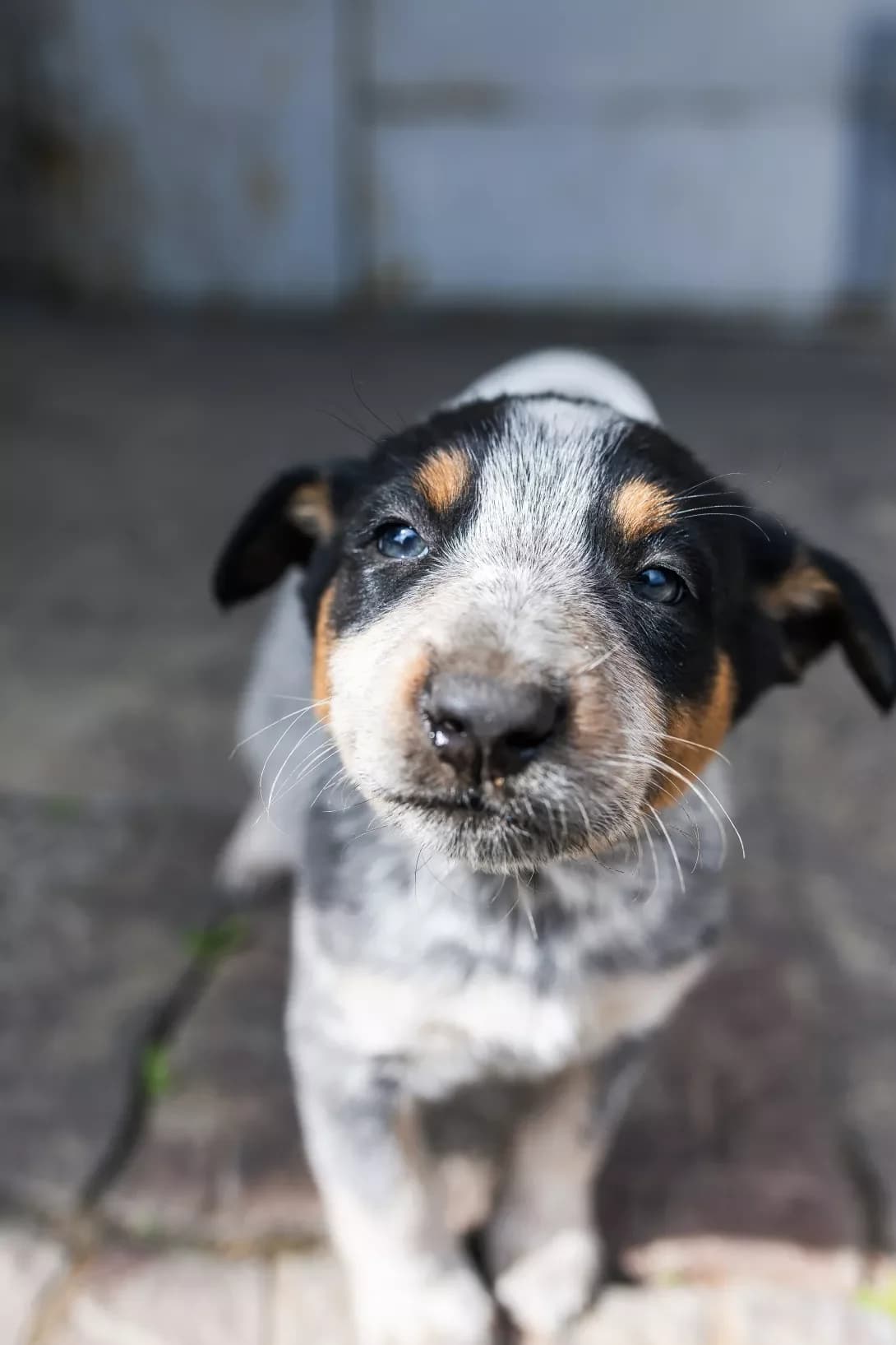 Tayson (Тайсон), male puppy Mixed Breed for adoption at Happy Paw Kyiv
