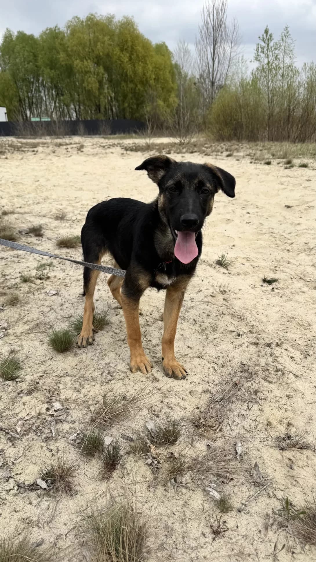 Bella (Белла), female puppy Mixed Breed for adoption at Happy Paw Kyiv