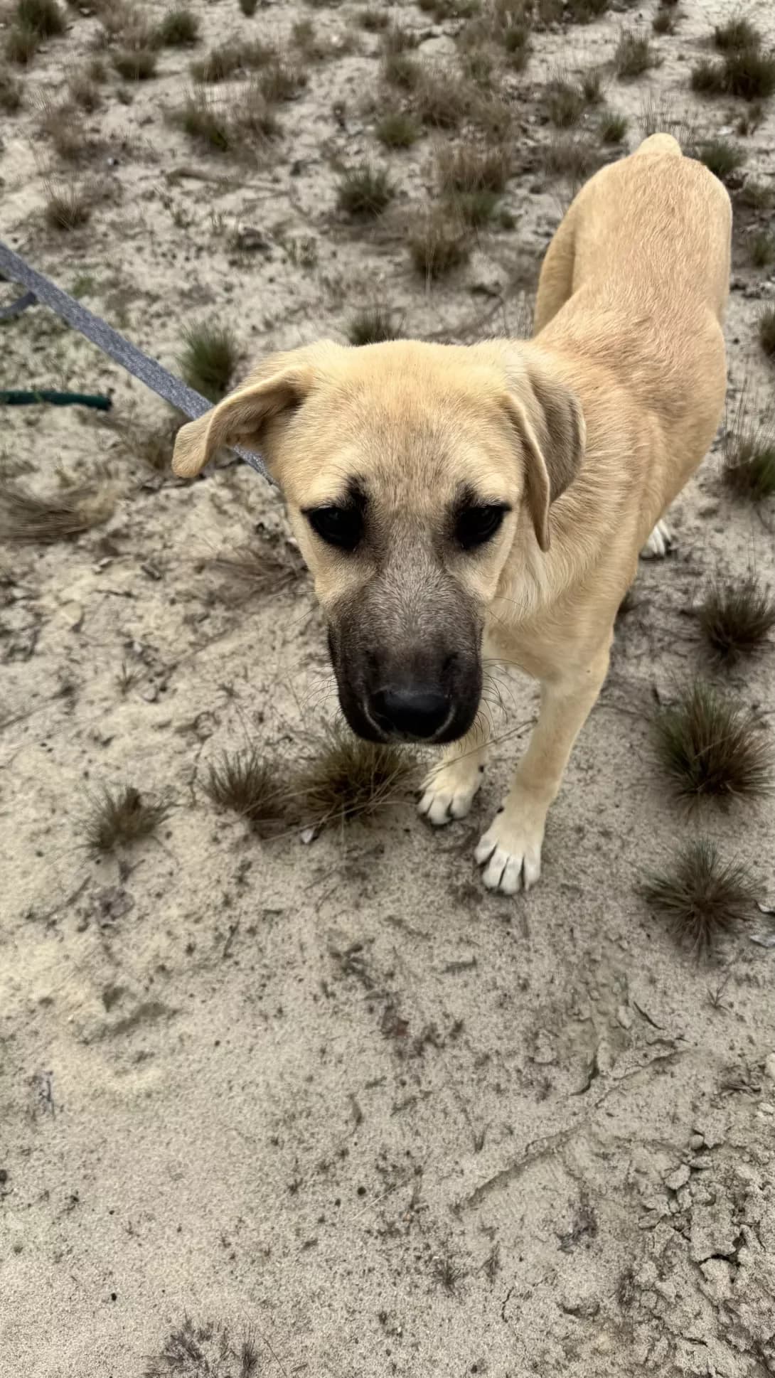 Lola (Лола), female puppy Mixed Breed for adoption at Happy Paw Kyiv