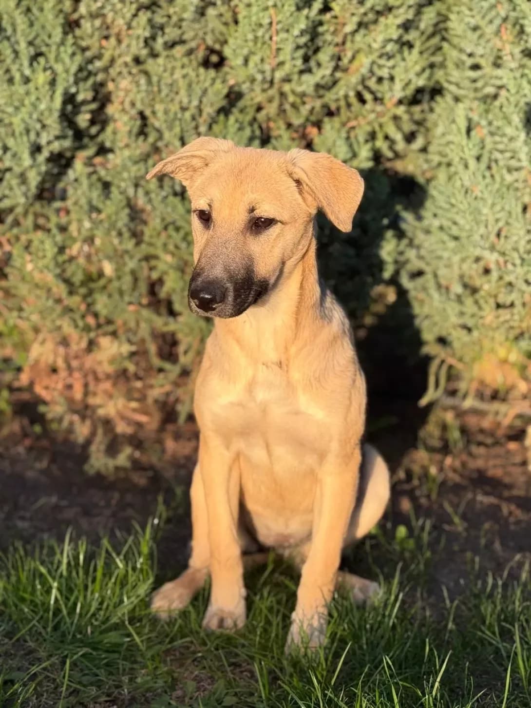 Lili (Лілі), female puppy Mixed Breed for adoption at Happy Paw Kyiv