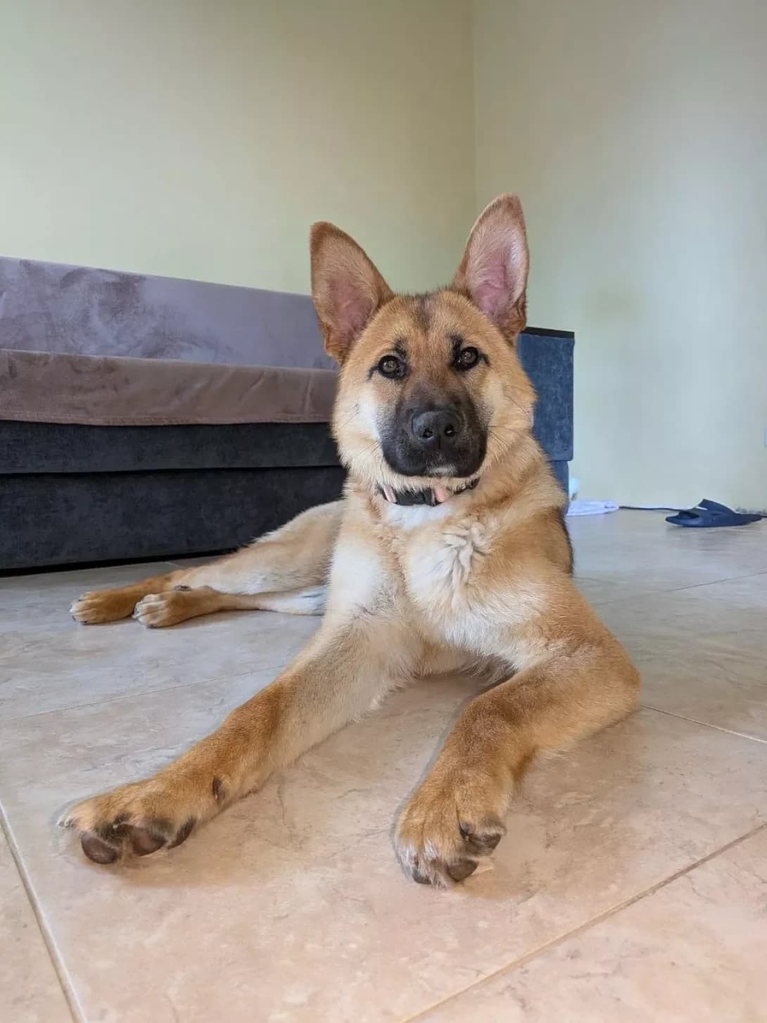 Dzhena (Джена), female Mixed Breed for adoption at Happy Paw Kyiv