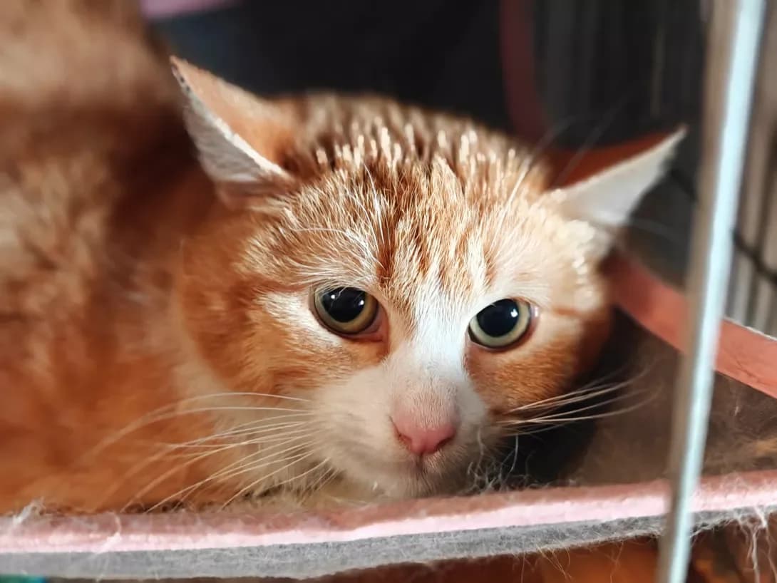 Goldik (Голдік), male young Mixed Breed for adoption at Happy Paw Kyiv