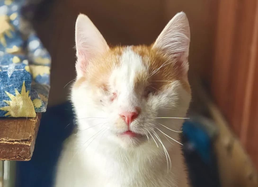 Smaylik (Смайлик), male puppy Mixed Breed for adoption at Happy Paw Kyiv