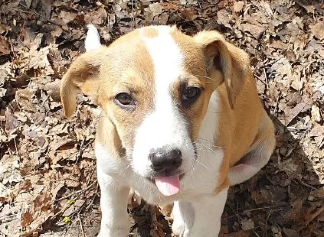 Persi (Персі), female puppy Mixed Breed for adoption at Happy Paw Kyiv