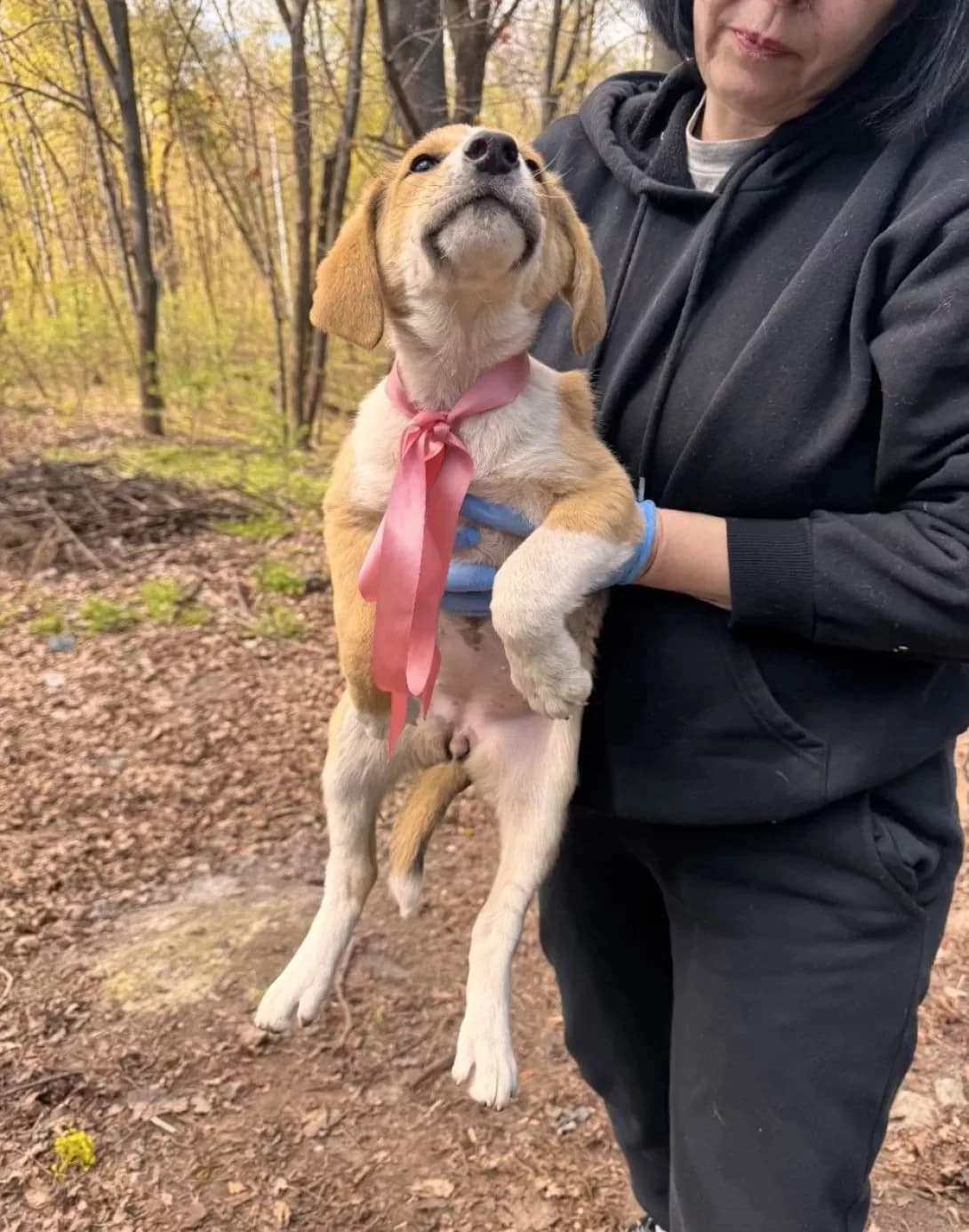 Lesi (Лесі), female puppy Mixed Breed for adoption at Happy Paw Kyiv
