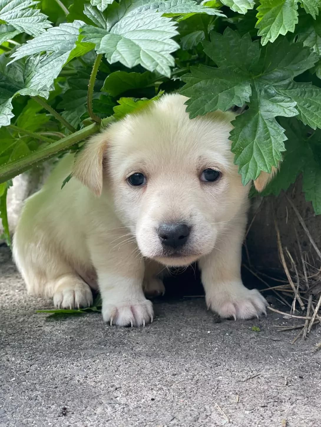 Alan (Алан), male puppy Mixed Breed for adoption at Happy Paw Kyiv