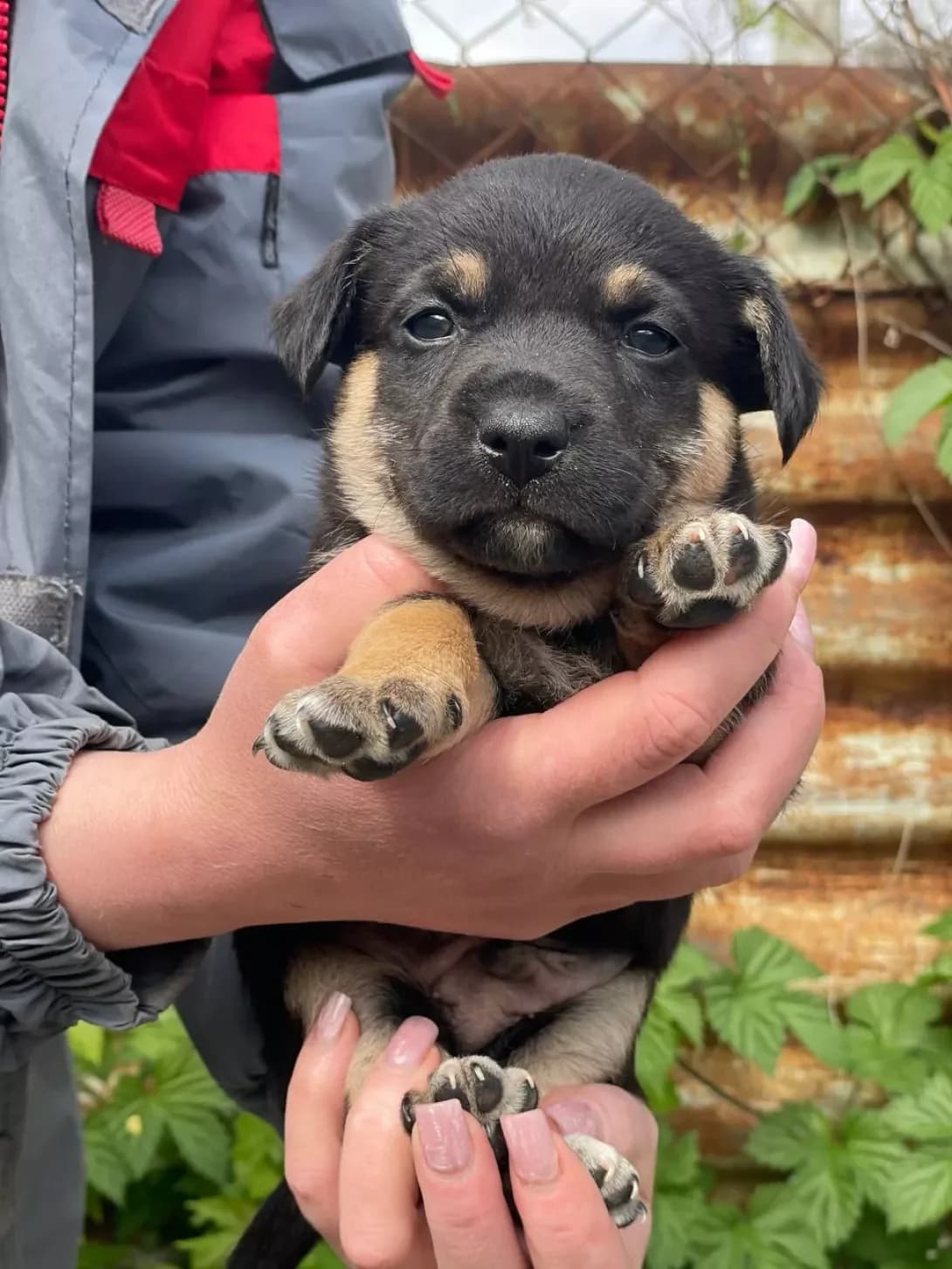 Azel (Азель), male puppy Mixed Breed for adoption at Happy Paw Kyiv