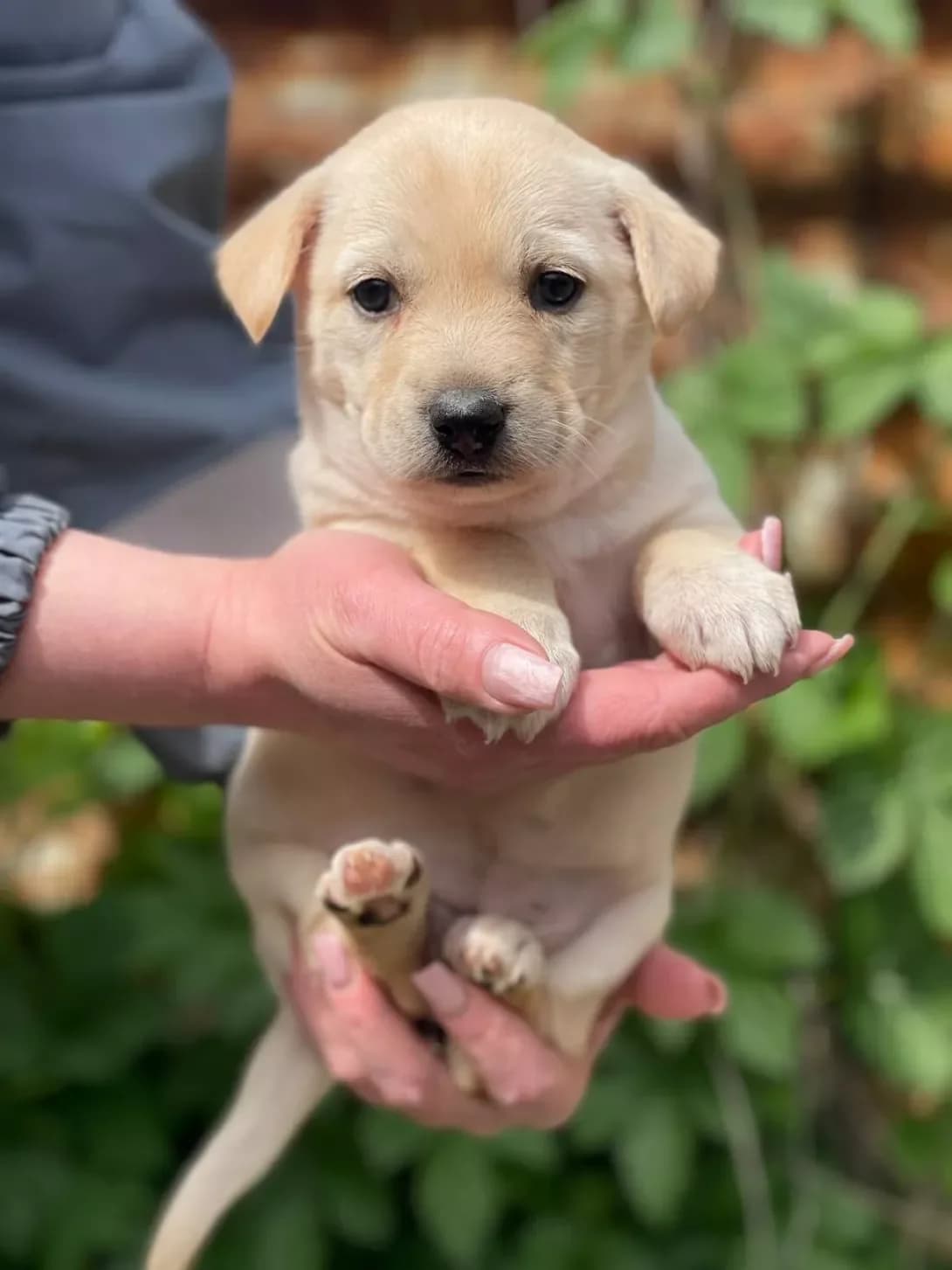 Aza (Аза), female puppy Mixed Breed for adoption at Happy Paw Kyiv