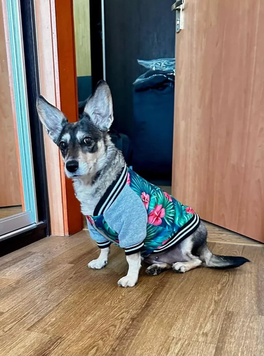 Busya (Буся), female 4yo Mixed Breed for adoption at Happy Paw Kyiv