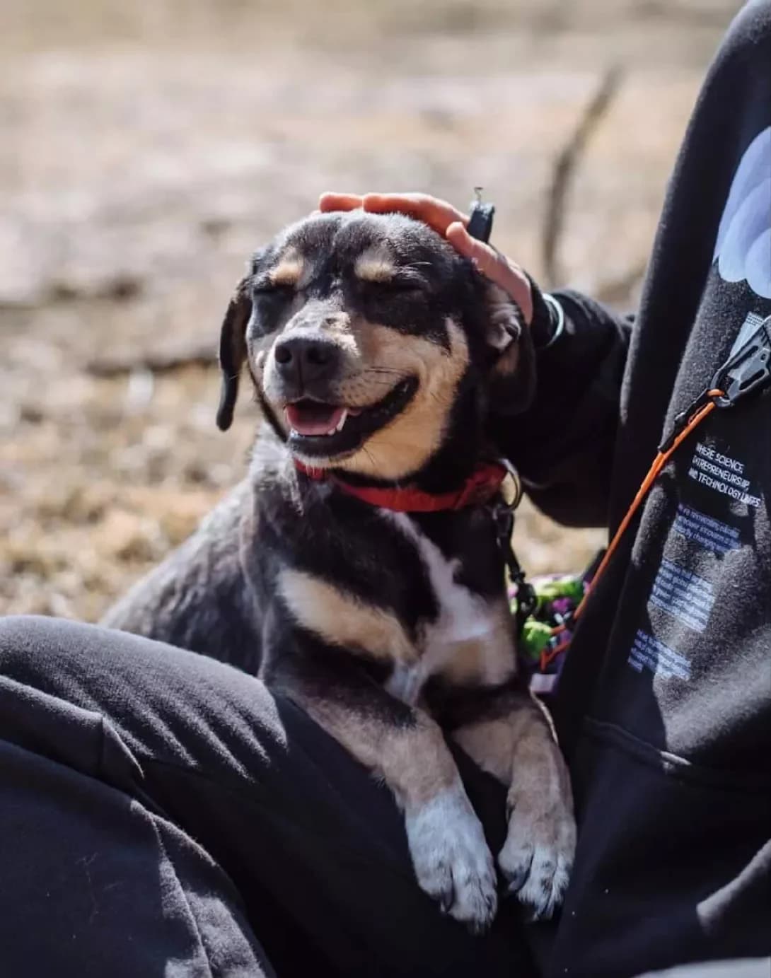 Umka (Умка), female young Mixed Breed for adoption at Happy Paw Kyiv