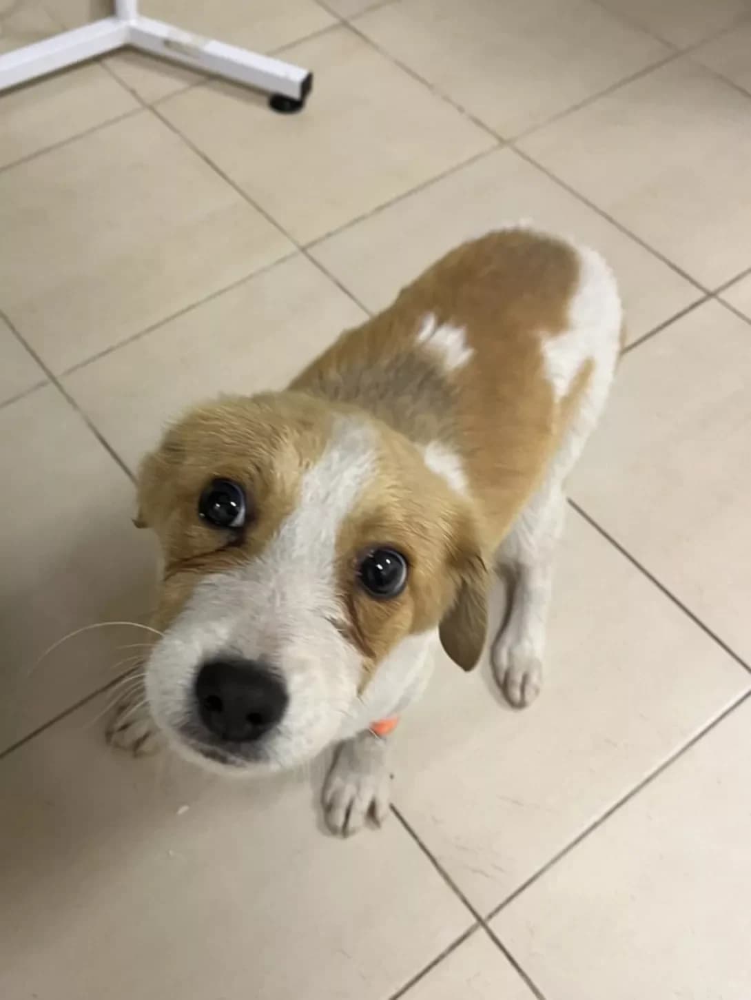 Zaychik (Зайчик), male puppy Mixed Breed for adoption at Happy Paw Kyiv