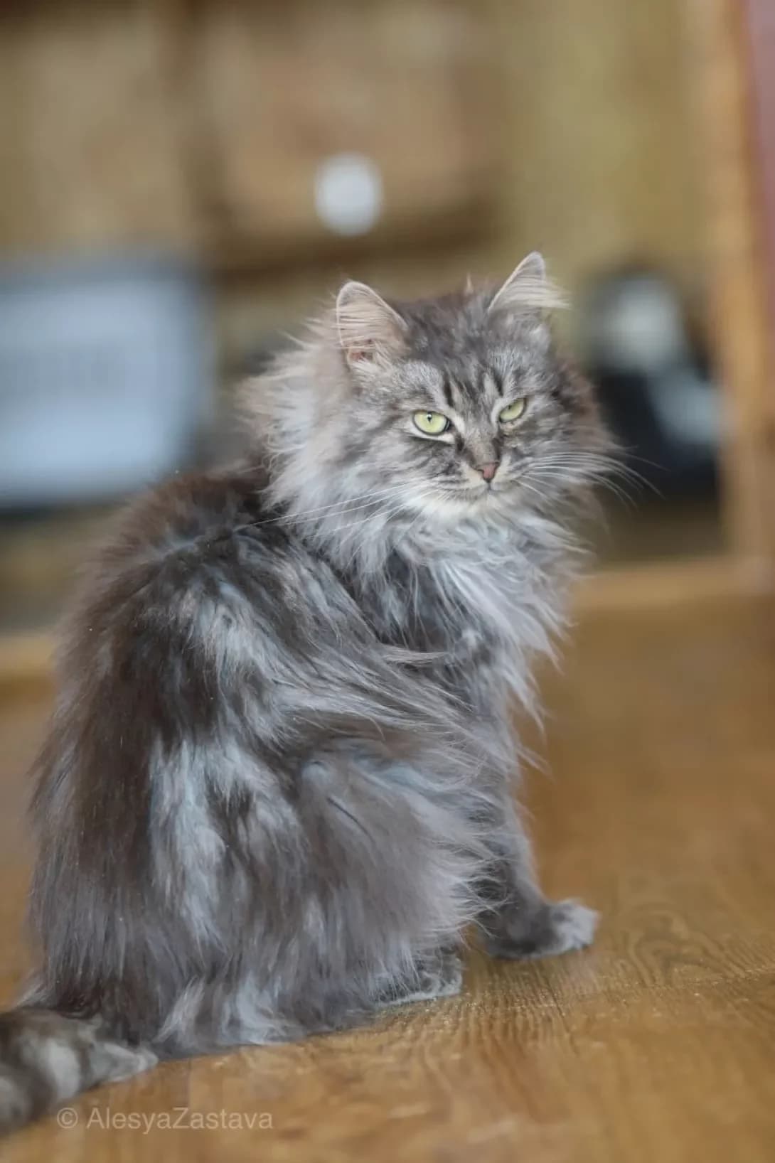 Martin (Мартін), male young Mixed Breed for adoption at Happy Paw Kyiv