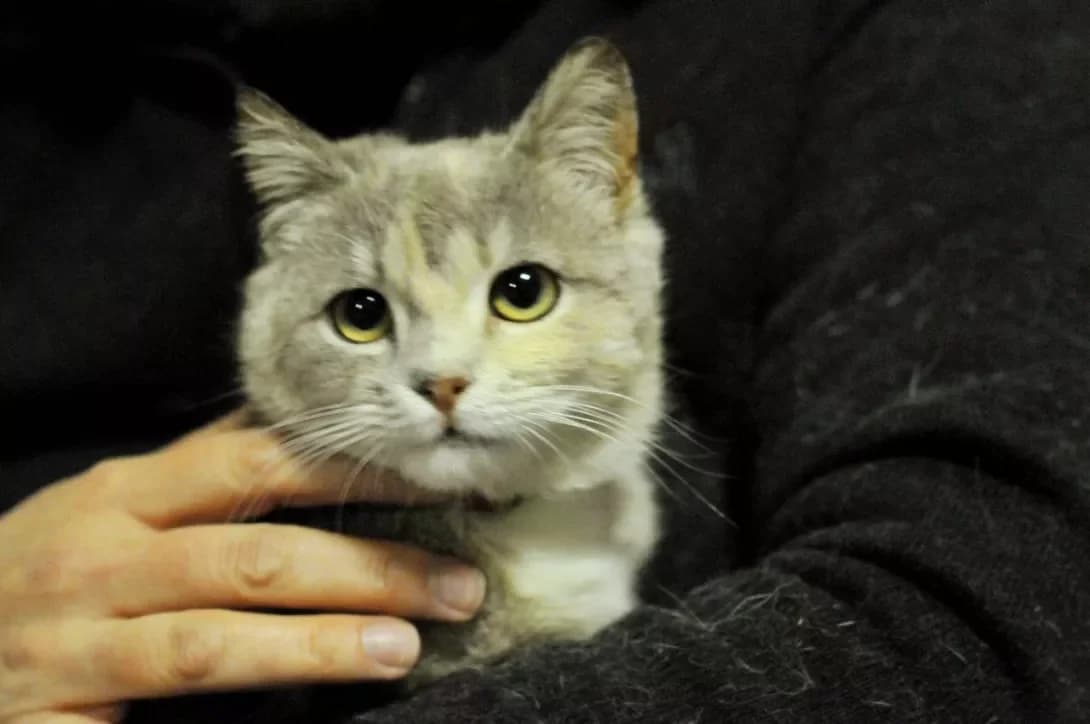 Koshenya Zhasmin (Кошеня Жасмін), female puppy Mixed Breed for adoption at Happy Paw Kyiv