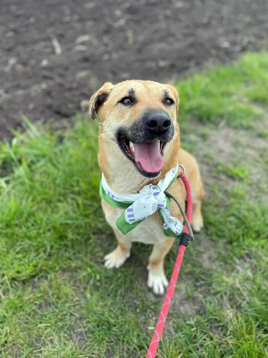 Tilli (Тіллі), female young Mixed Breed for adoption at Happy Paw Kyiv