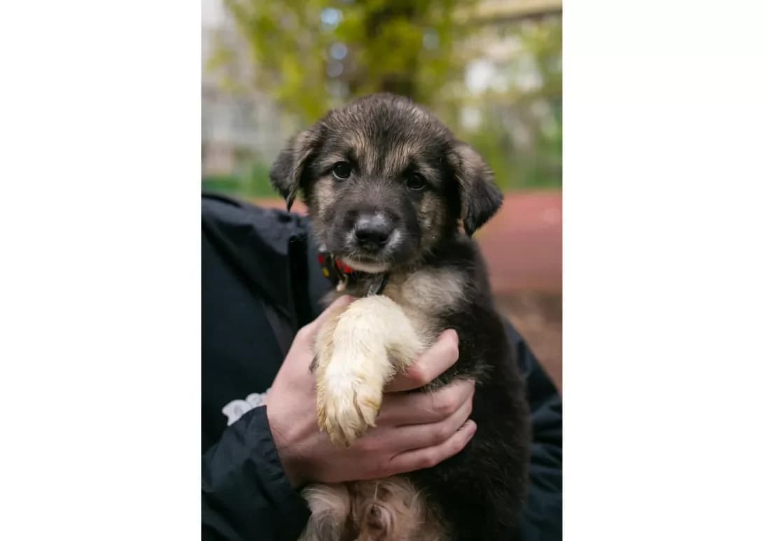Tsutsenyata (Цуценята), male puppy Mixed Breed for adoption at Happy Paw Kyiv