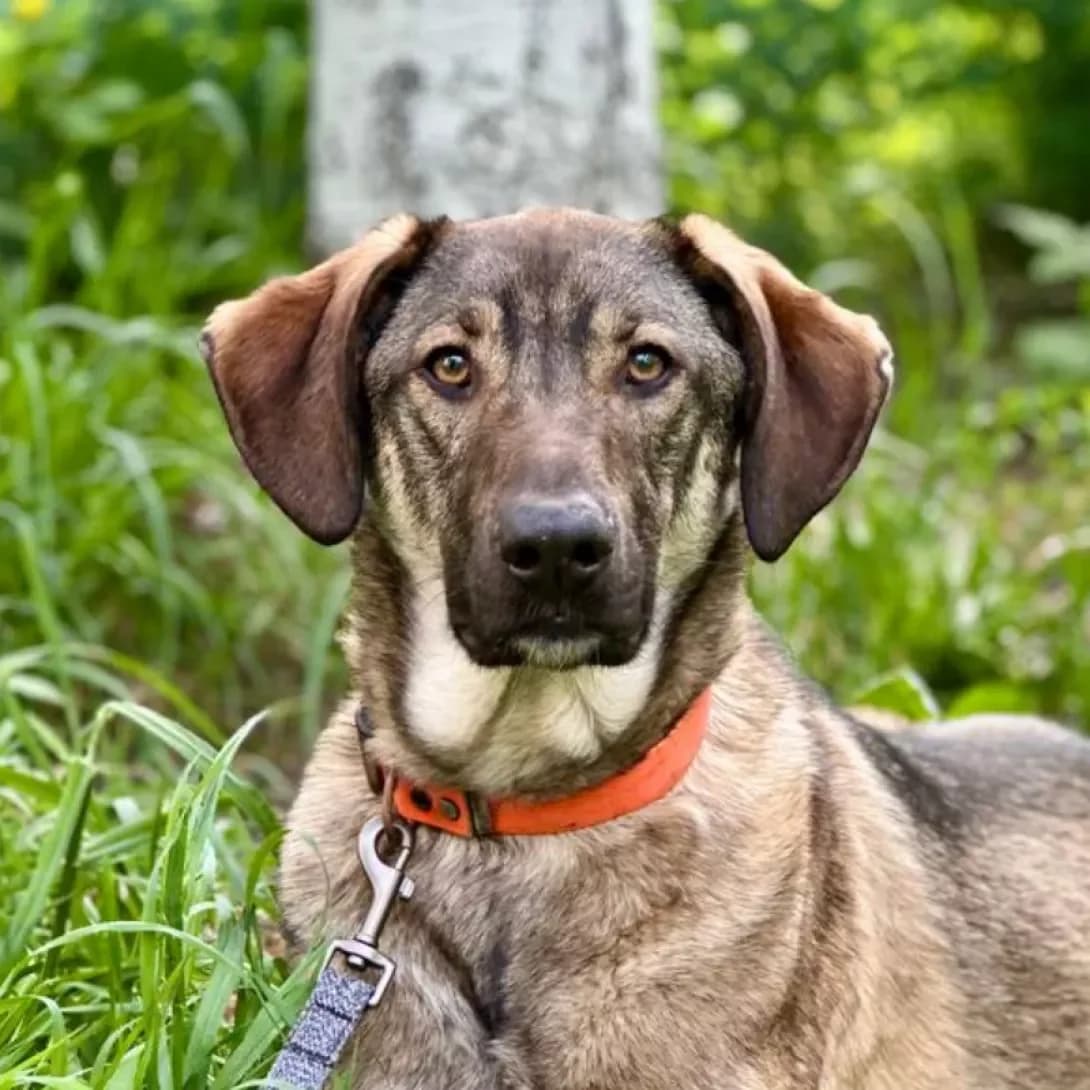 Lyutik (Лютiк), male Mixed Breed for adoption at Happy Paw Kyiv