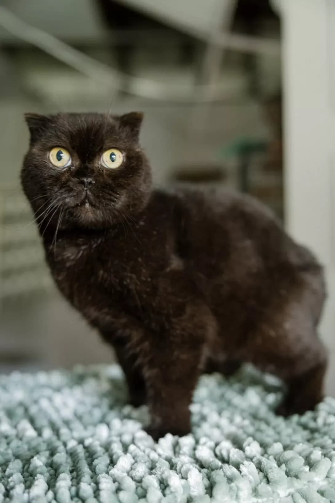 Agata Kristi (Агата Крісті), female 5yo Mixed Breed for adoption at Happy Paw Kyiv