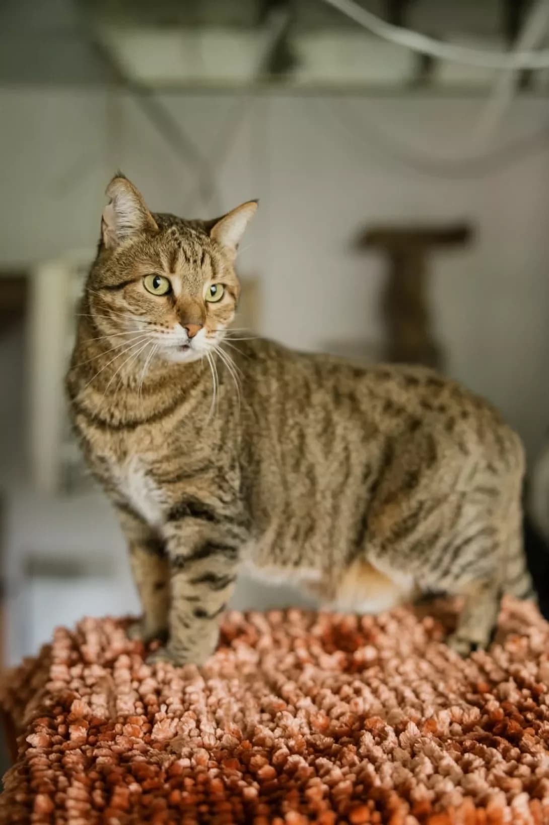 Zhunya (Жуня), female 5yo Mixed Breed for adoption at Happy Paw Kyiv
