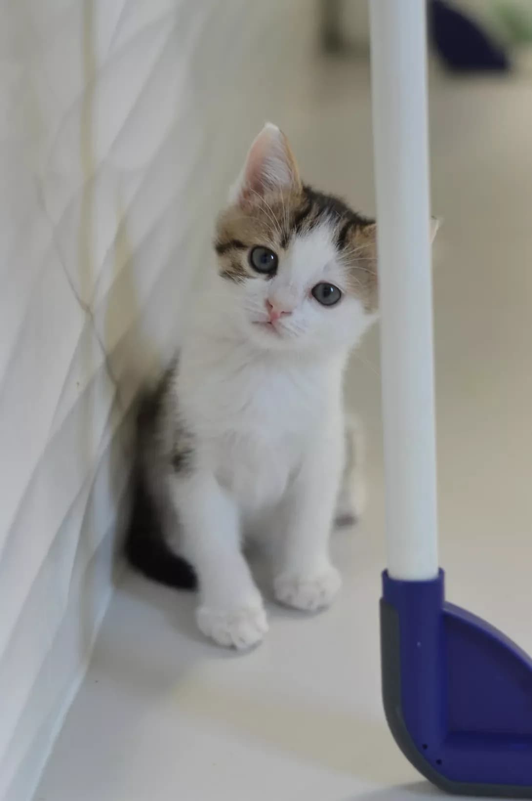 Sandal i Samira (Сандал і Саміра), female Mixed Breed for adoption at Happy Paw Kyiv