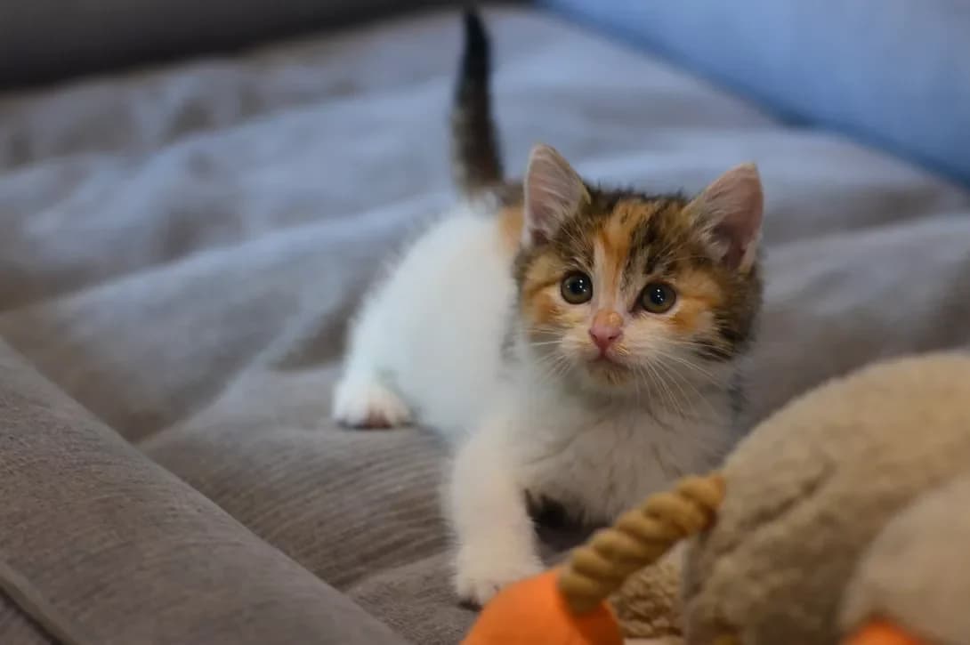 Lotti (Лотті), female puppy Mixed Breed for adoption at Happy Paw Kyiv