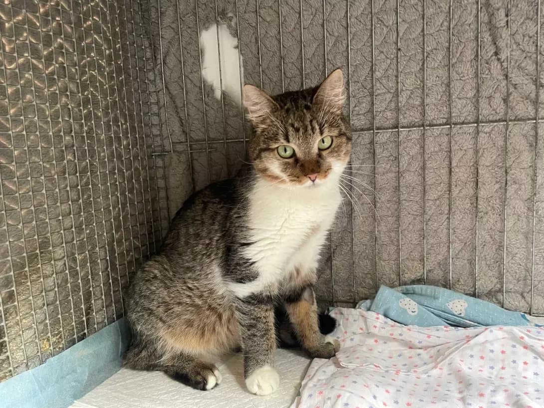 Yelis (Єліс), female 3yo Mixed Breed for adoption at Happy Paw Kyiv