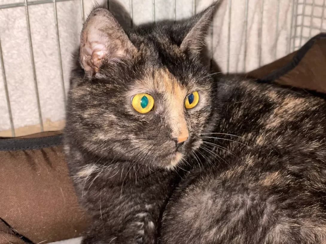 Valensiya (Валенсія), female 3yo Mixed Breed for adoption at Happy Paw Kyiv