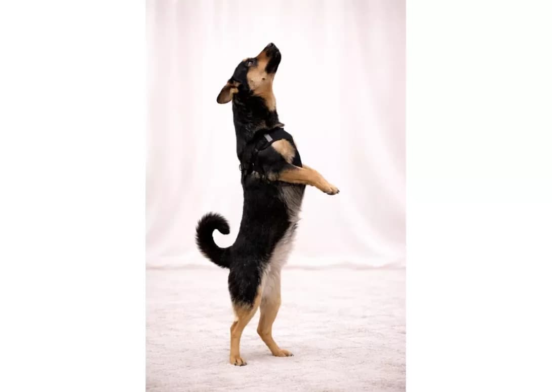 Gayechka (Гаєчка), female young Mixed Breed for adoption at Happy Paw Kyiv