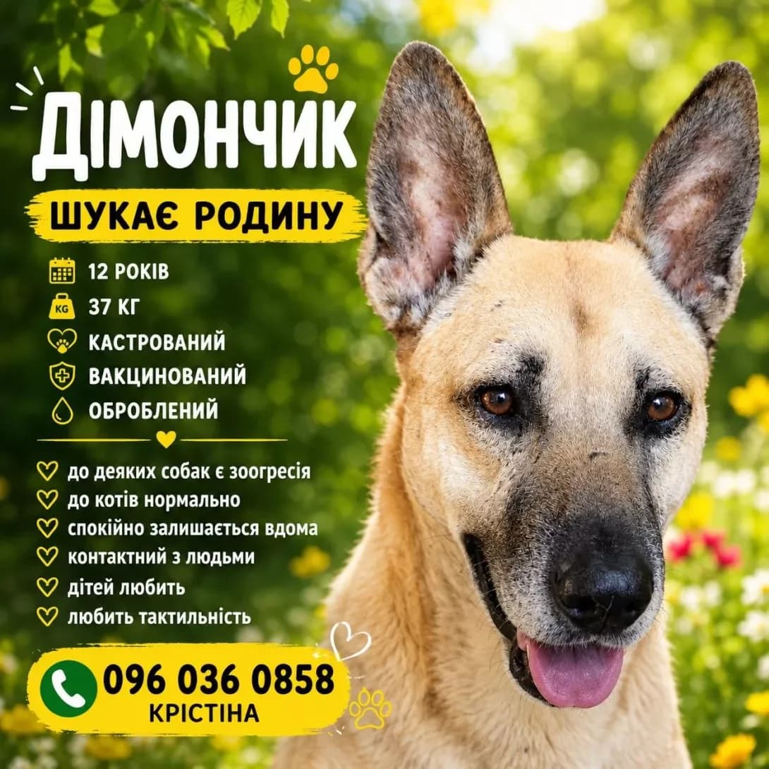 Dimon (Дімон), male senior Mixed Breed for adoption at Happy Paw Kyiv