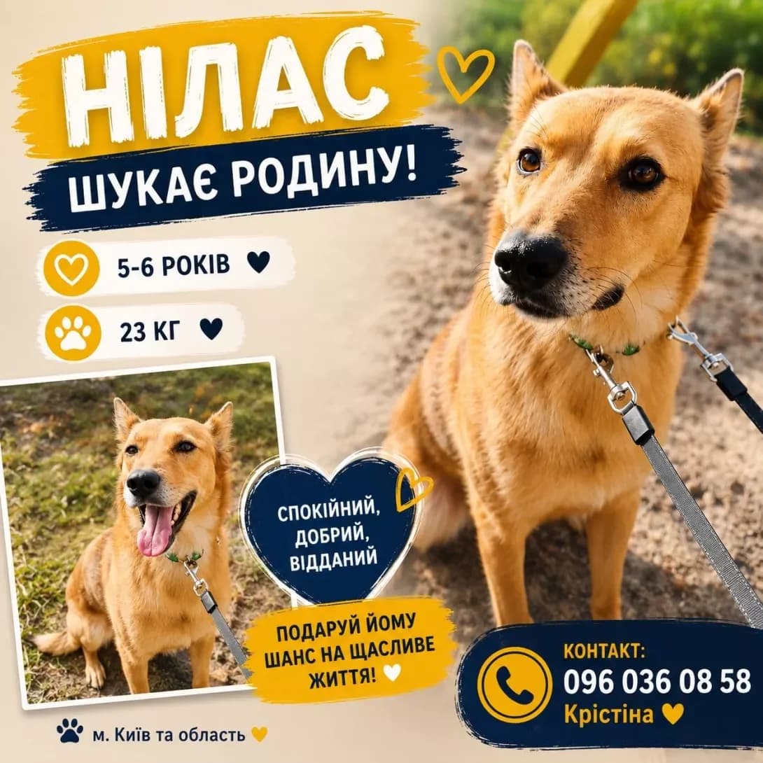 Nilas (Нілас), male 5yo Mixed Breed for adoption at Happy Paw Kyiv